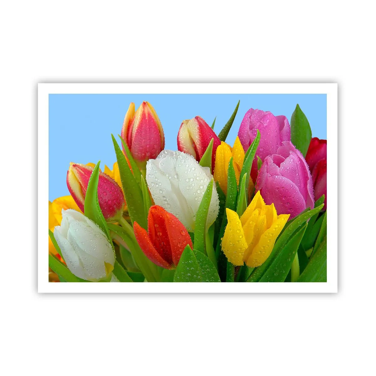 Poster - Bunte Tulpen mit Tautropfen auf blauem Hintergrund bedeckt - 100x70cm - Ein blumiger Regenbogen in Tautropfen - Moderne Wanddekoration für Wohnzimmer und Schlafzimmer ARTTOR