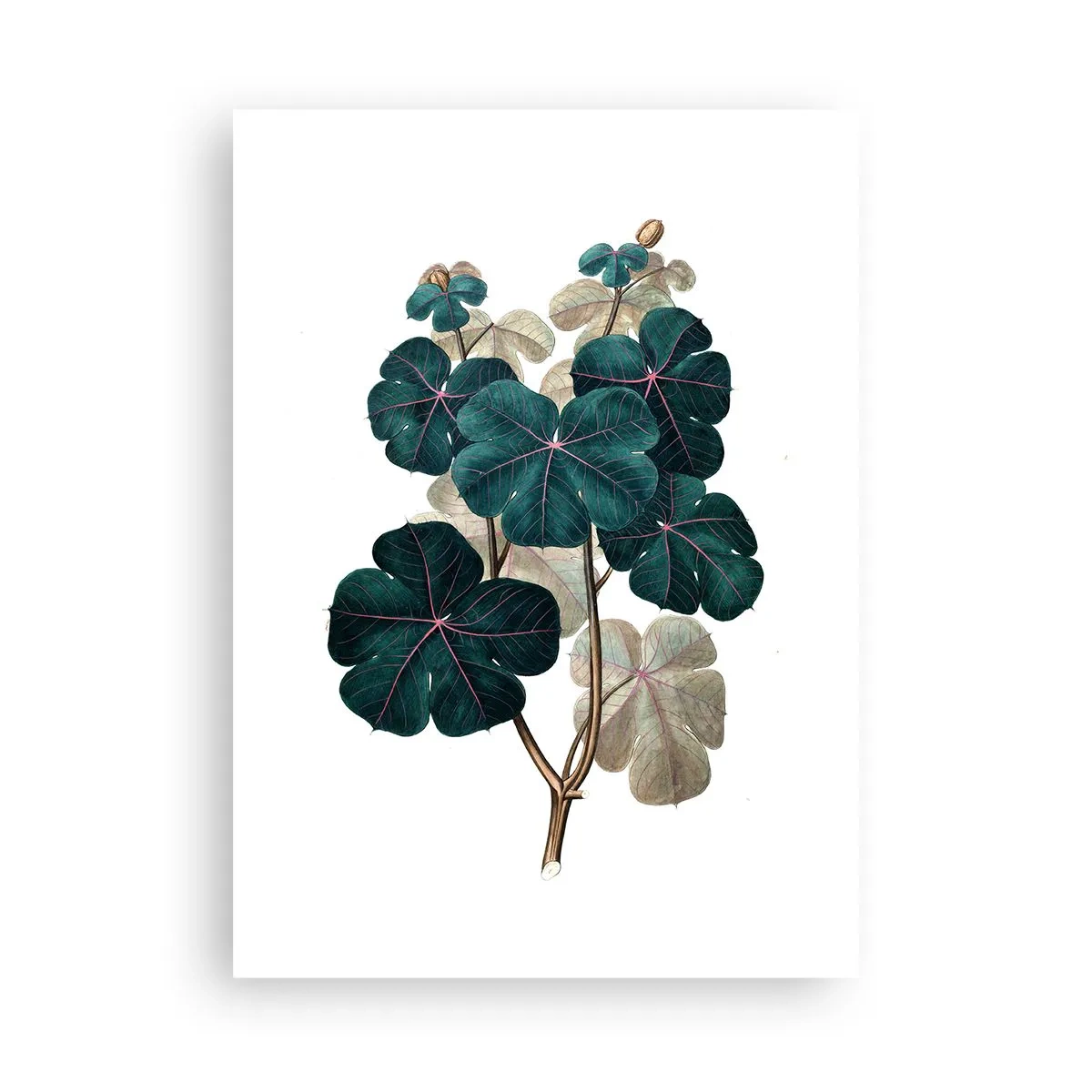Poster - Botanische Illustration mit dunkelgrünen Blättern auf hellem Hintergrund - 50x70cm - Aus dem alten Herbarium - Moderne Wanddekoration für Wohnzimmer und Schlafzimmer ARTTOR