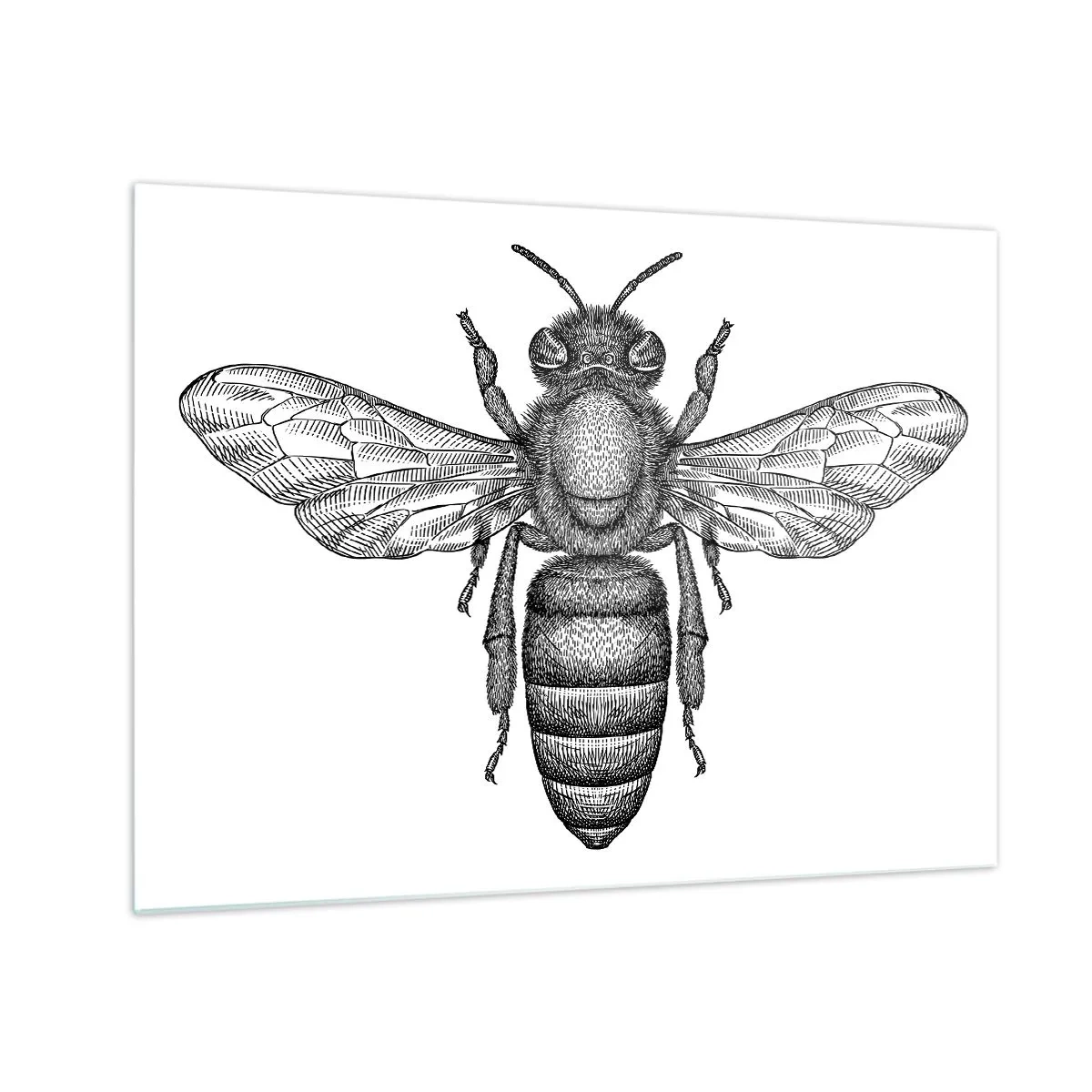 Glasbild - Bild auf glas - Detaillierte Darstellung einer Retro-Biene auf weißem Hintergrund - 70x50cm - Insektenporträt - Moderne Wanddekoration für Wohnzimmer und Schlafzimmer ARTTOR