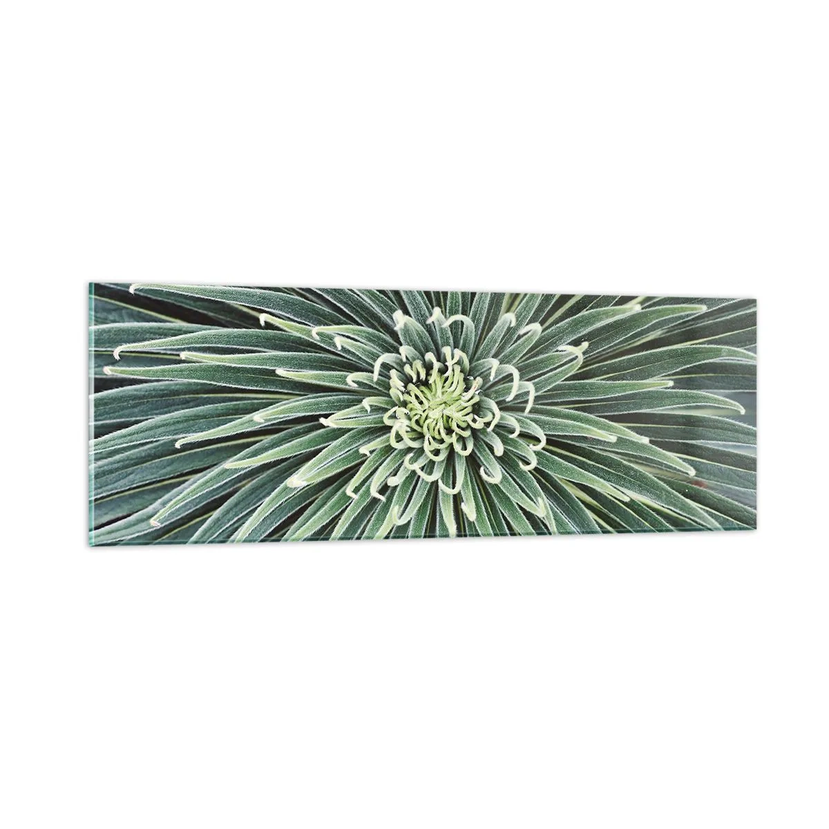 Glasbild - Bild auf glas - Ein Star ist geboren - 90x30 cm