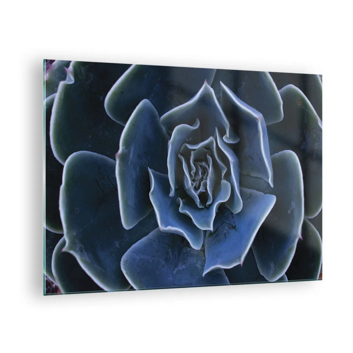 Glasbild - Bild auf glas - Makrofotografie einer Sukkulente in kühlen Blautönen - 70x50cm - Wüstenblume - Moderne Wanddekoration für Wohnzimmer und Schlafzimmer ARTTOR