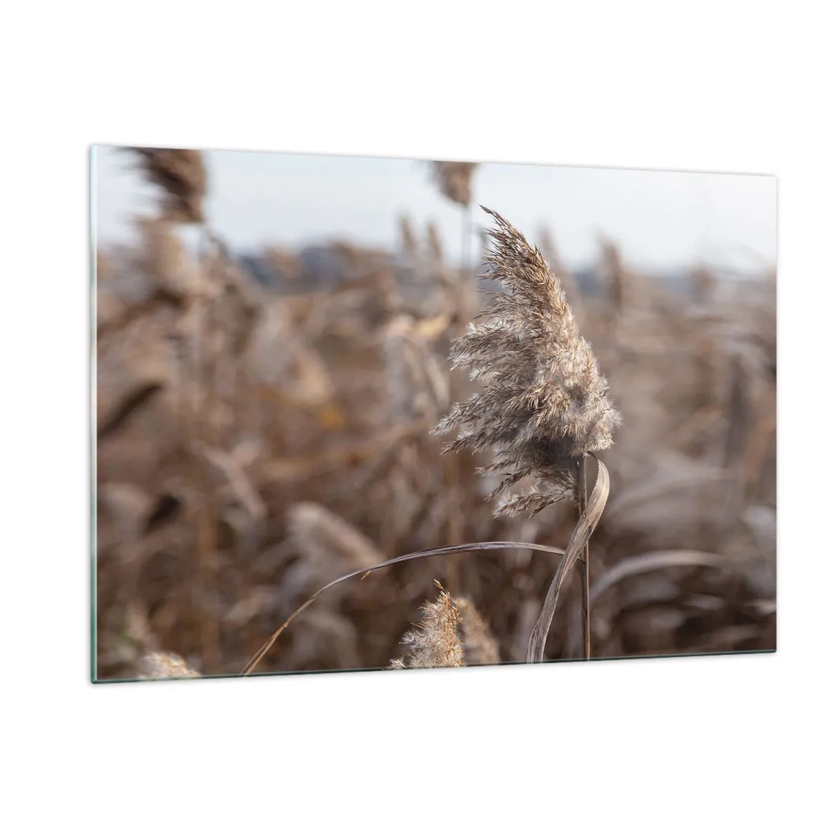 Glasbild - Bild auf glas - Nahaufnahme von trockenem Gras, das im Wind schwankt - 120x80cm - Zeit, mit dem Wind zu gehen - Moderne Wanddekoration für Wohnzimmer und Schlafzimmer ARTTOR