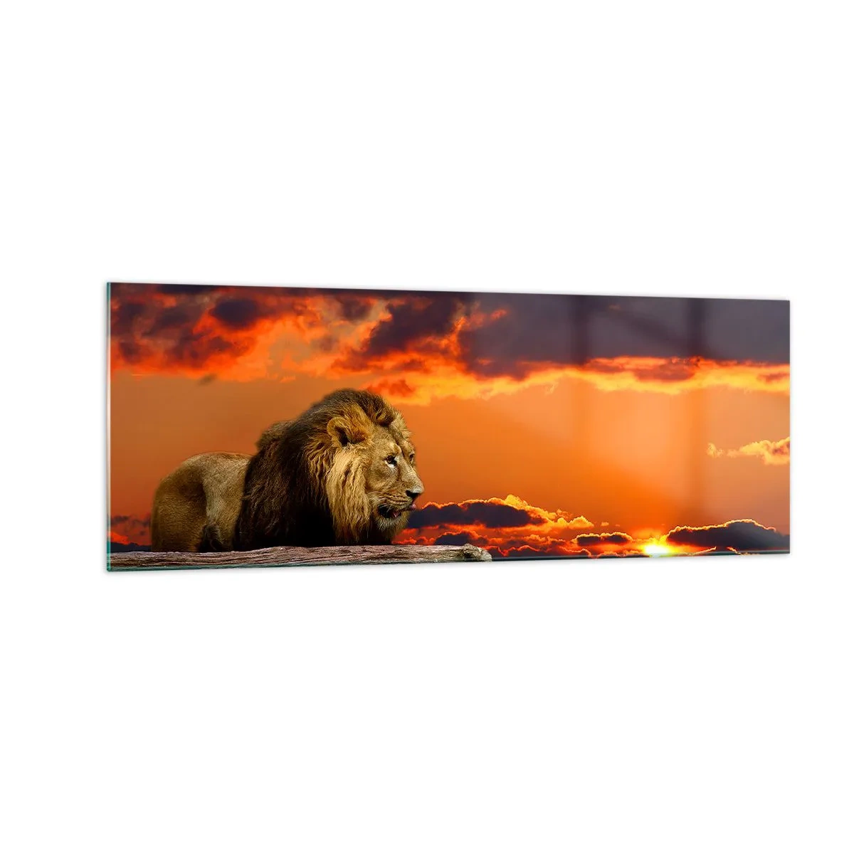 Glasbild - Bild auf glas - Ein Löwe ruht bei Sonnenuntergang vor einem dramatischen Himmel am Wasser. - 140x50cm - König der Natur - Moderne Wanddekoration für Wohnzimmer und Schlafzimmer ARTTOR