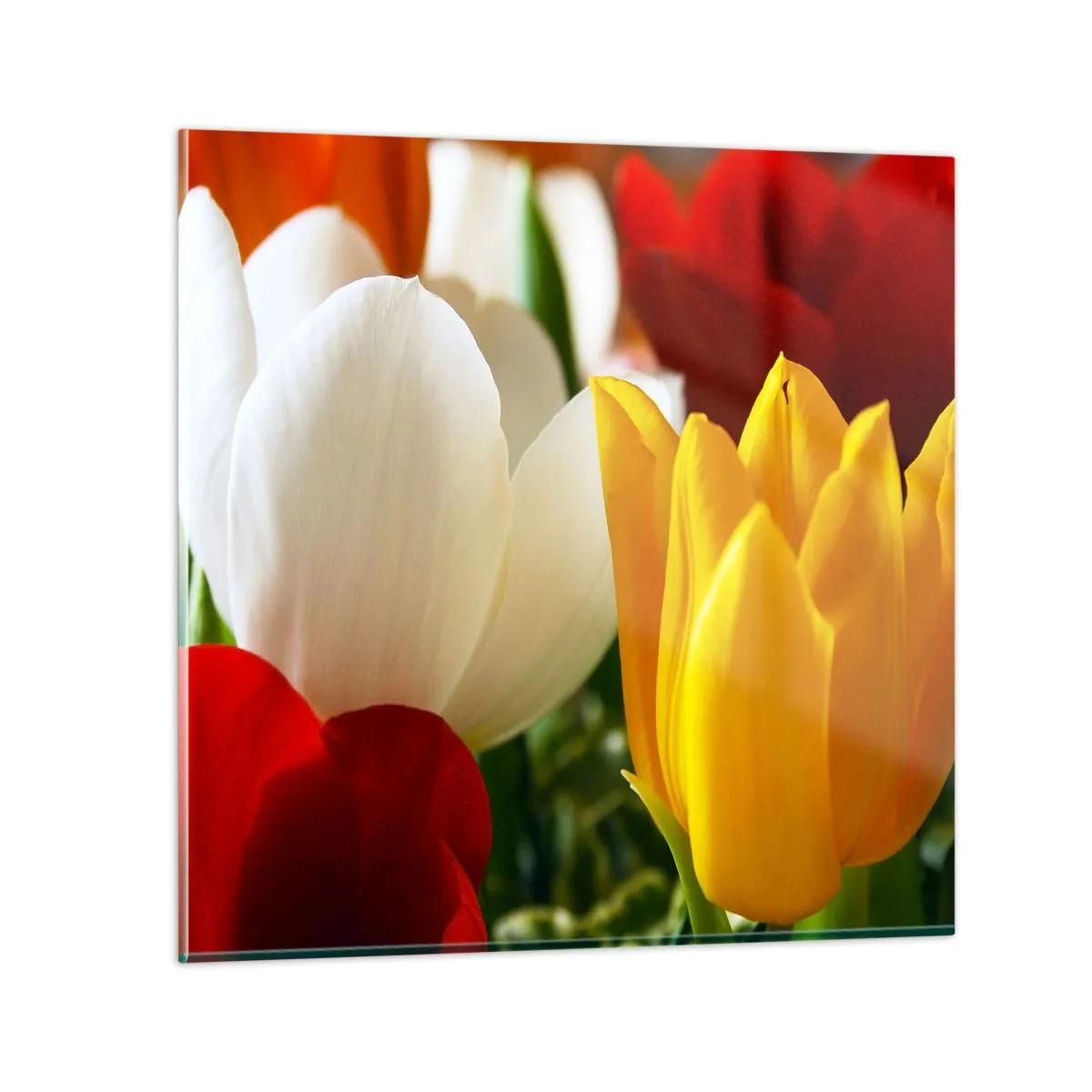 Glasbild - Bild auf glas - Tulpenfieber - 70x70 cm