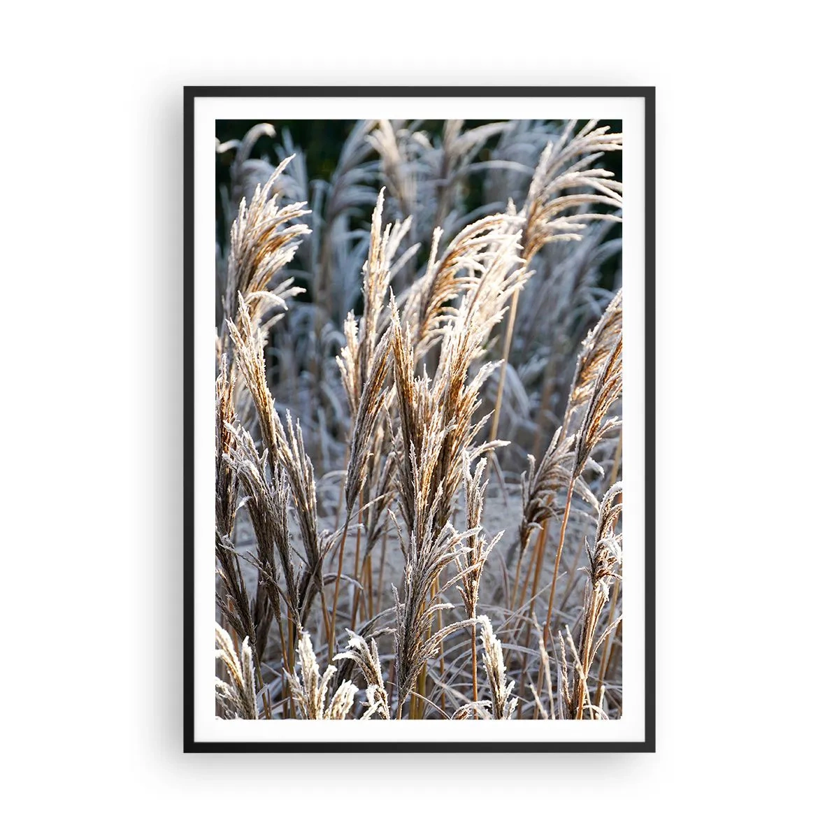 Poster in einem schwarzem Rahmen - Gekleidet mit Frost - 70x100 cm