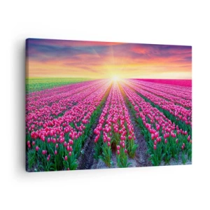 Bild auf Leinwand - Leinwandbild - Ein Tulpenfeld bei Sonnenuntergang - 70x50cm - Schönheitsfarm - Moderne Wanddekoration für Wohnzimmer und Schlafzimmer ARTTOR
