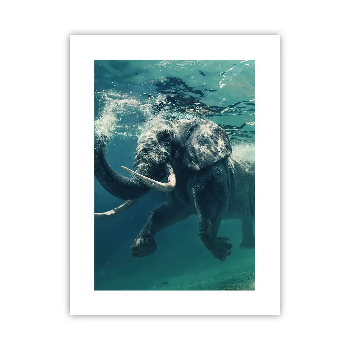 Poster - Jeder schwimmt gerne - 30x40 cm