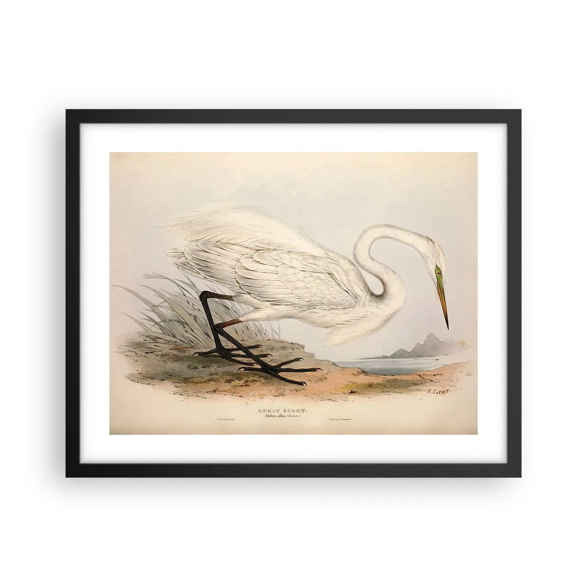 Poster in einem schwarzem Rahmen - Dame auf den Binsen - 50x40 cm