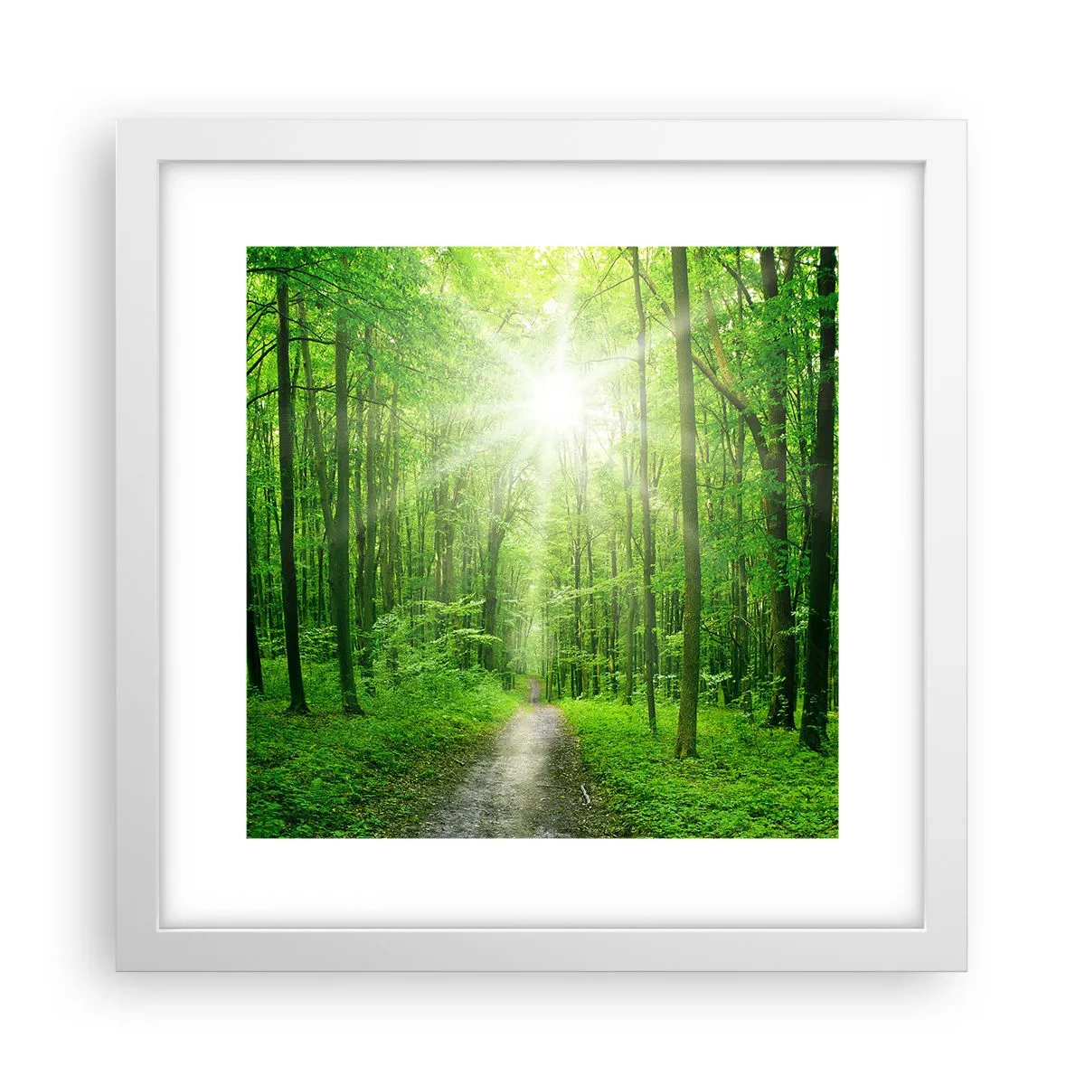 Poster in einem weißen Rahmen - Die grüne Kathedrale - 30x30 cm