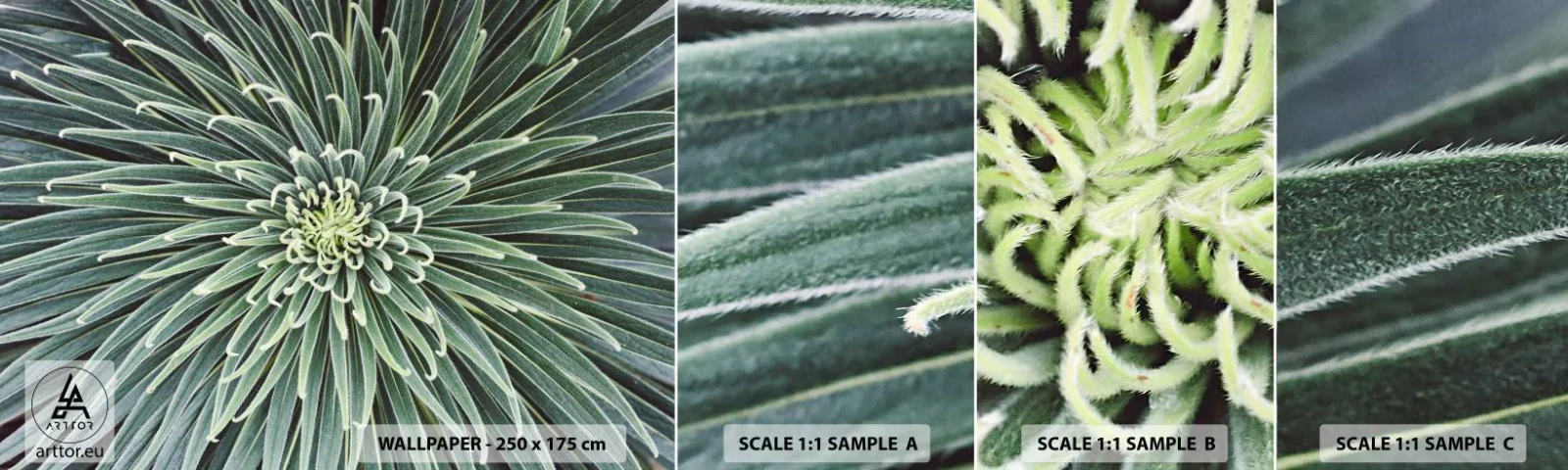 Fototapetenmuster Standard Eco - Ein Star ist geboren - Agavenblüte, Agave, Blumen - 100x30 cm