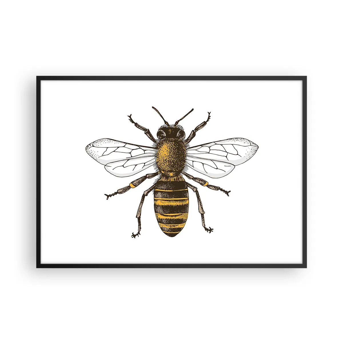 Poster in einem schwarzem Rahmen - Detaillierte Darstellung einer Biene auf weißem Hintergrund - 100x70cm - Schön und gut - Moderne Wanddekoration für Wohnzimmer und Schlafzimmer ARTTOR