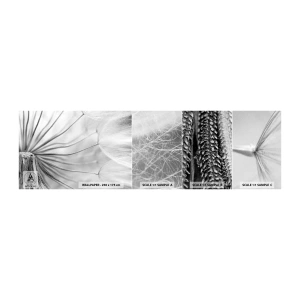 Fototapetenmuster Standard Eco - Löwenzahn, Drachen - Minimalismus, Empfindlich, Blume - 100x30 cm