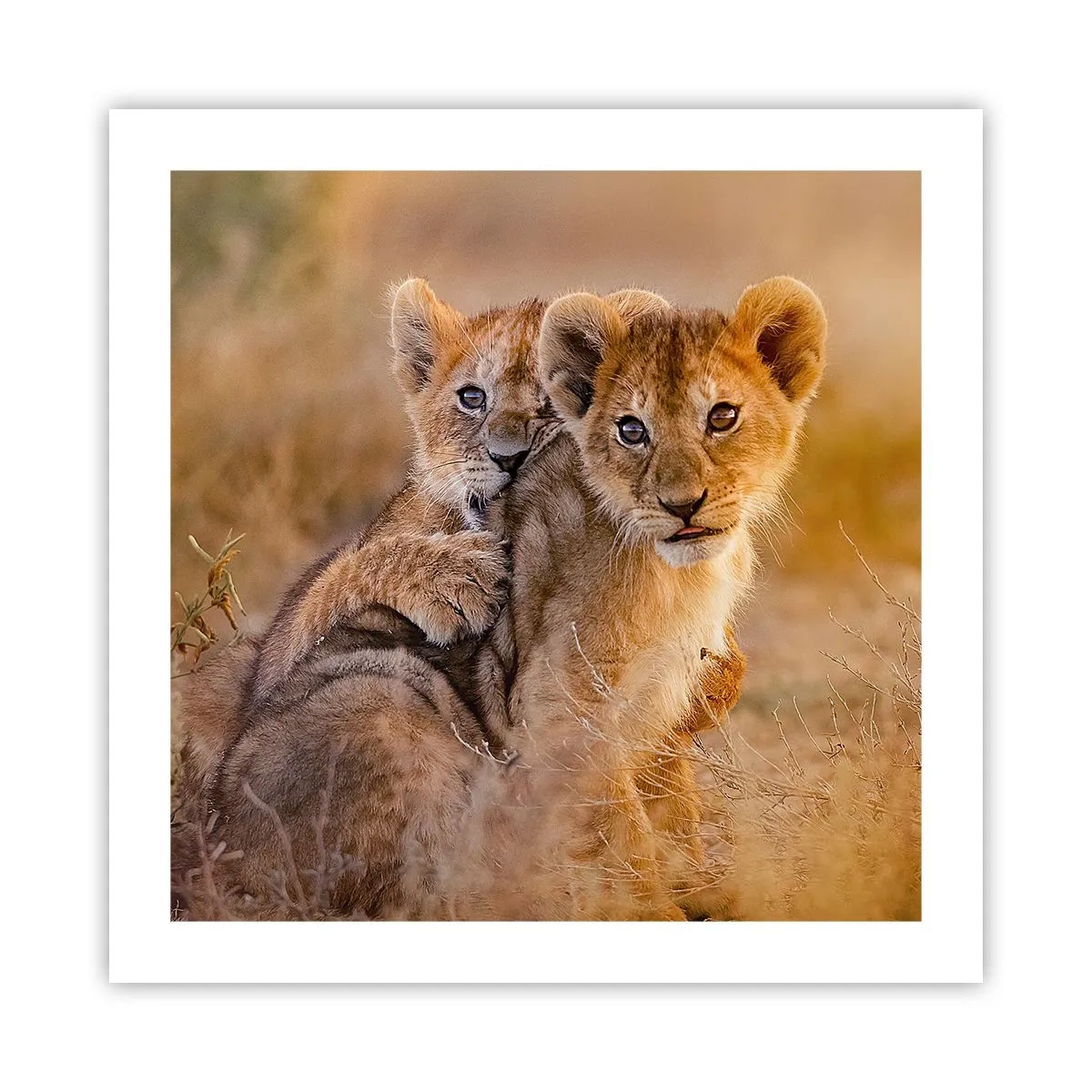 Poster - Bitte nicht stören! Wir haben Spaß - 50x50 cm