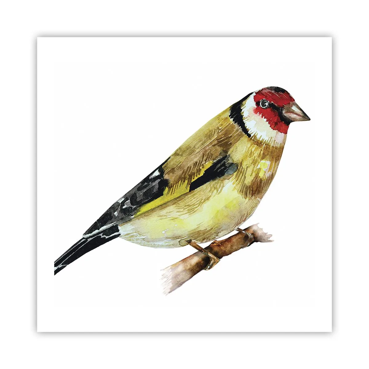 Poster - Vogelporträt - 60x60 cm