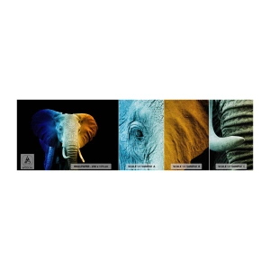 Fototapeten Muster Premium Canvas - Exzentrisch, kein Verrückter - Abstraktion, Elefant, Tiere - 100x30 cm