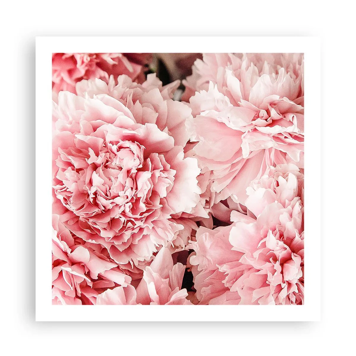 Poster - Rosa Traum - 60x60 cm
