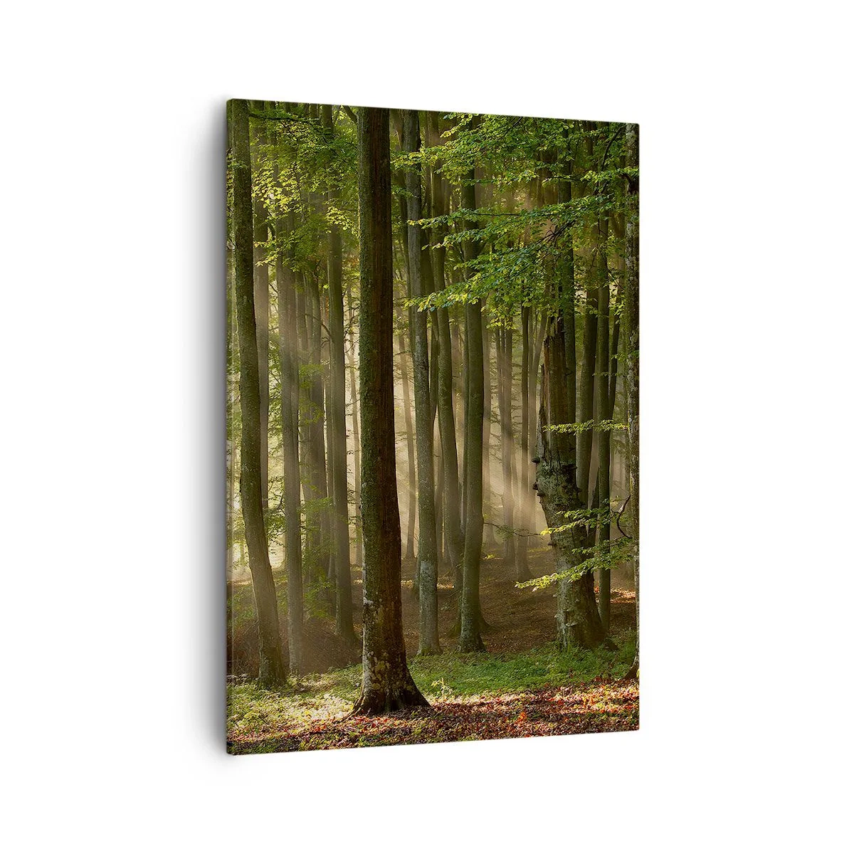 Bild auf Leinwand - Leinwandbild - Sonnenstrahlen dringen durch die Bäume im Wald - 50x70cm - Strahlend an einem Frühlingsmorgen - Moderne Wanddekoration für Wohnzimmer und Schlafzimmer ARTTOR