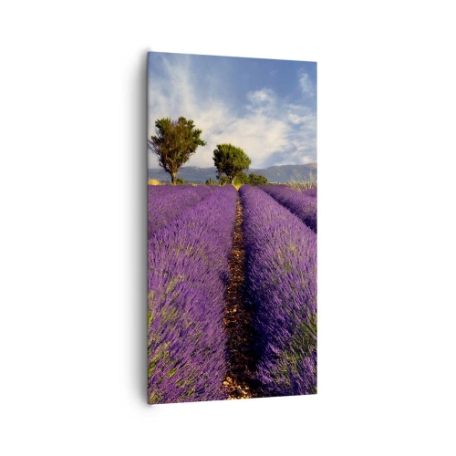 Bild auf Leinwand - Leinwandbild - Lavendelfelder - 65x120 cm