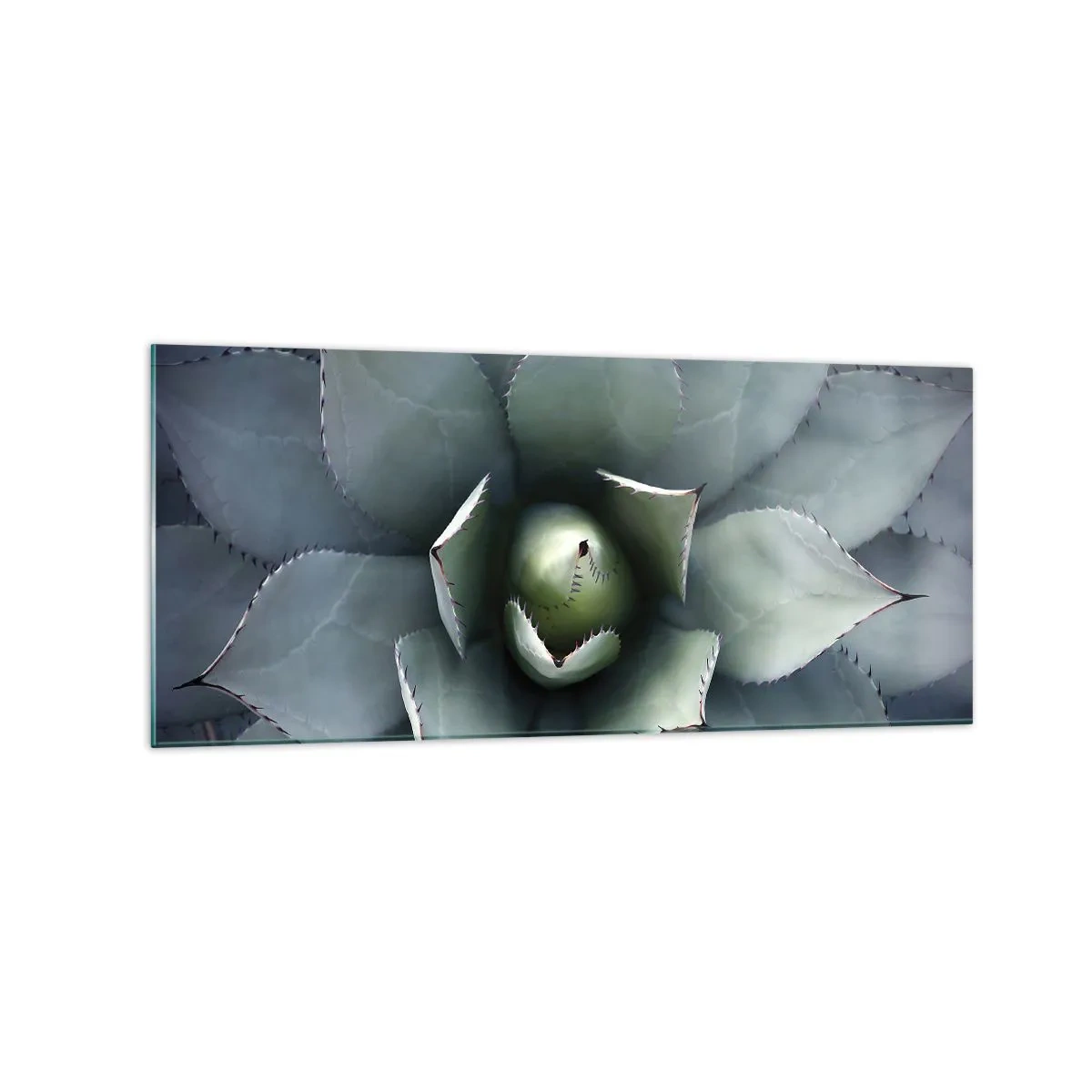 Glasbild - Bild auf glas - Nahaufnahme einer Agavenrosette in zarten Grüntönen - 120x50cm - Es lockt an und warnt - Moderne Wanddekoration für Wohnzimmer und Schlafzimmer ARTTOR