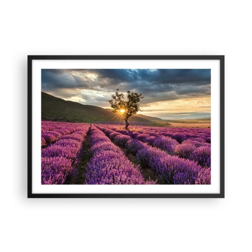 Poster in einem schwarzem Rahmen - Ein Lavendelfeld mit einem einsamen Baum bei Sonnenuntergang - 70x50cm - Fliederfarbenes Aroma - Moderne Wanddekoration für Wohnzimmer und Schlafzimmer ARTTOR