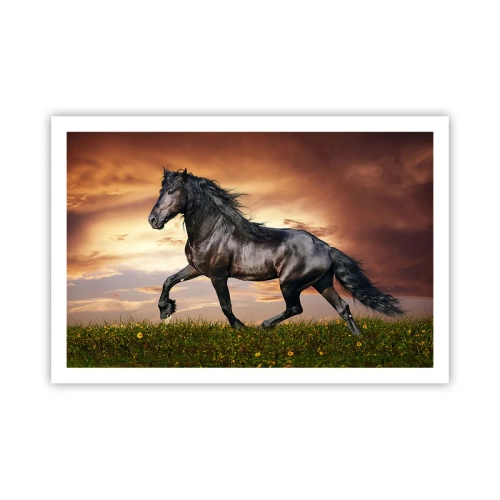 Poster - Schwarzer Prinz - 91x61 cm