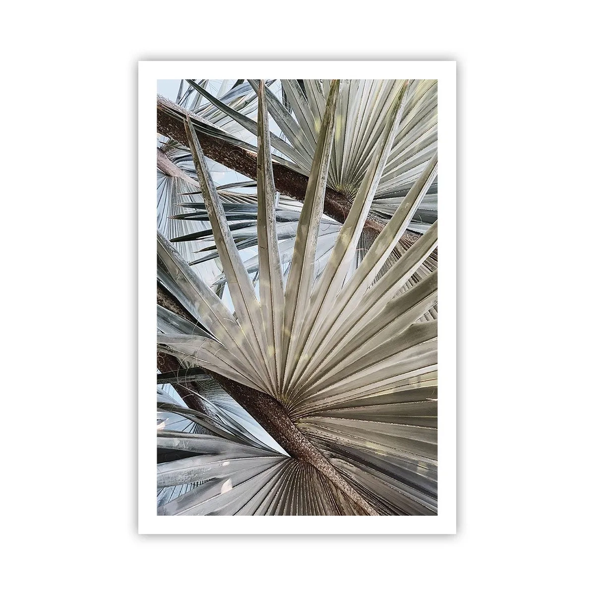 Poster - Fans in den Tropen - 61x91 cm