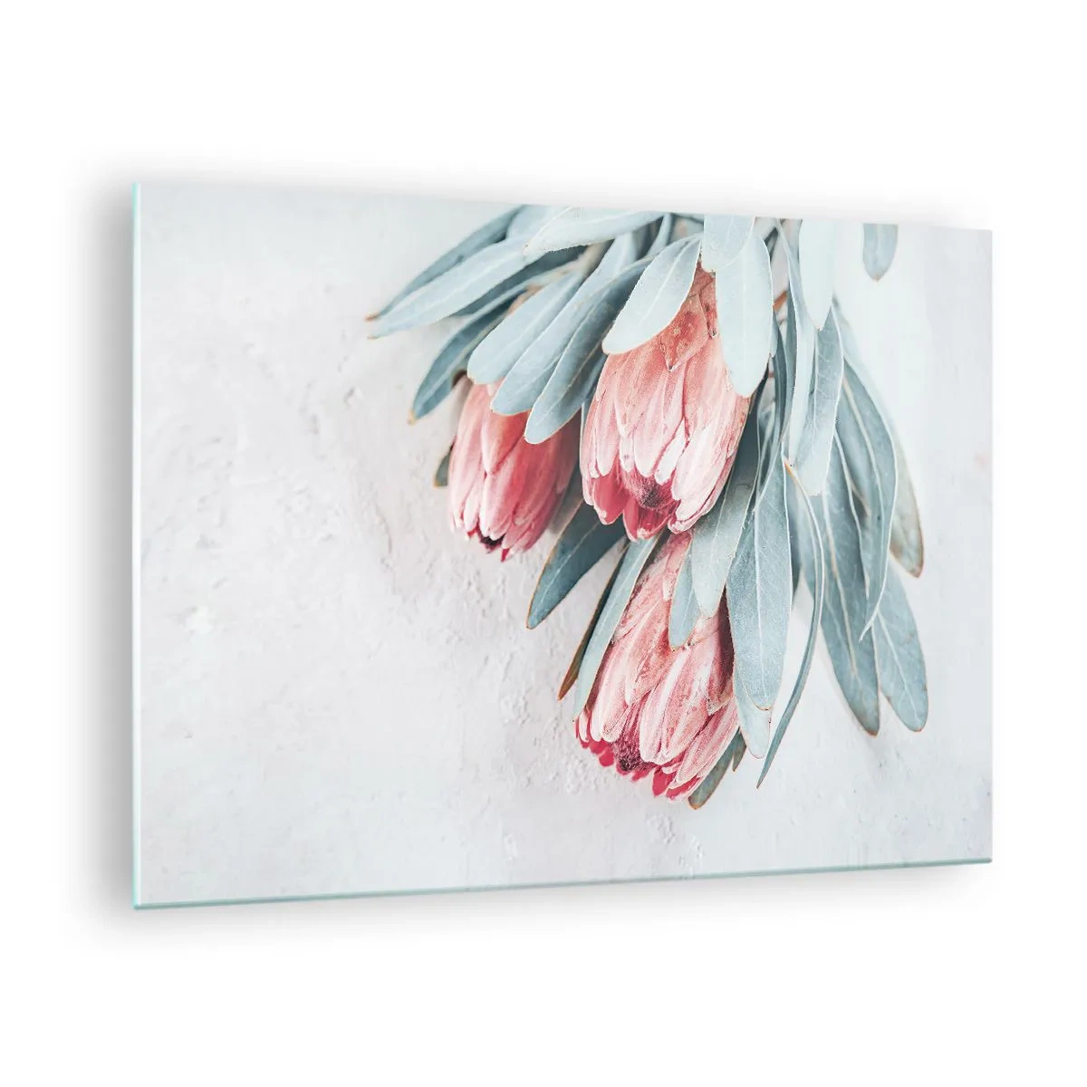 Glasbild - Bild auf glas - Drei pastellfarbene Protea-Blüten mit Blättern auf hellem Hintergrund - 70x50cm - Schämen sich für ihre eigene Schönheit - Moderne Wanddekoration für Wohnzimmer und Schlafzimmer ARTTOR