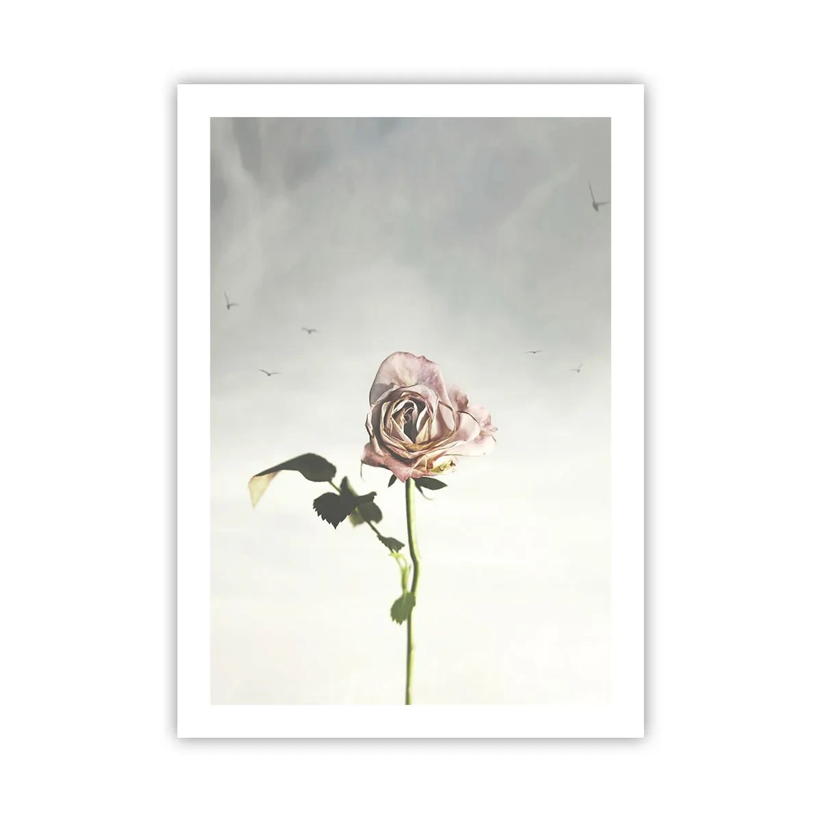 Poster - Eine zarte Rose vor einem zarten Himmel - 50x70cm - Begrüßung des Frühlings - Moderne Wanddekoration für Wohnzimmer und Schlafzimmer ARTTOR
