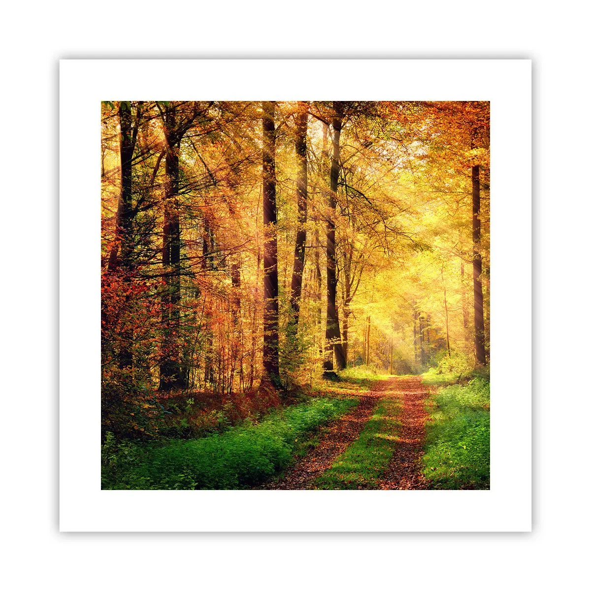 Poster - Waldgoldene Stille - 40x40 cm