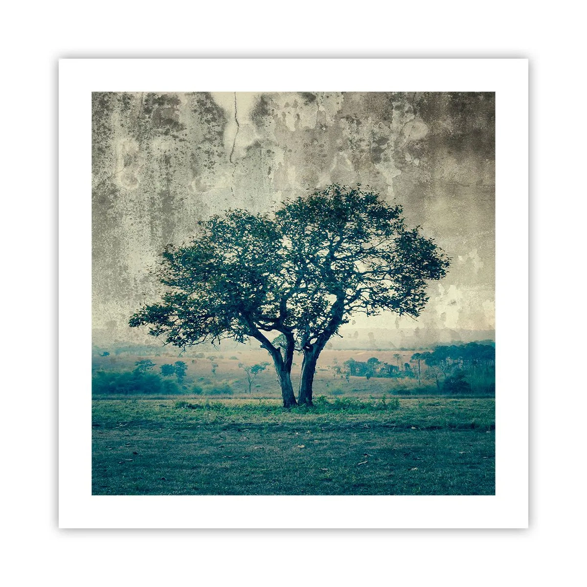 Poster - Ein Apfelbaum auf blauem Feld? - 50x50 cm