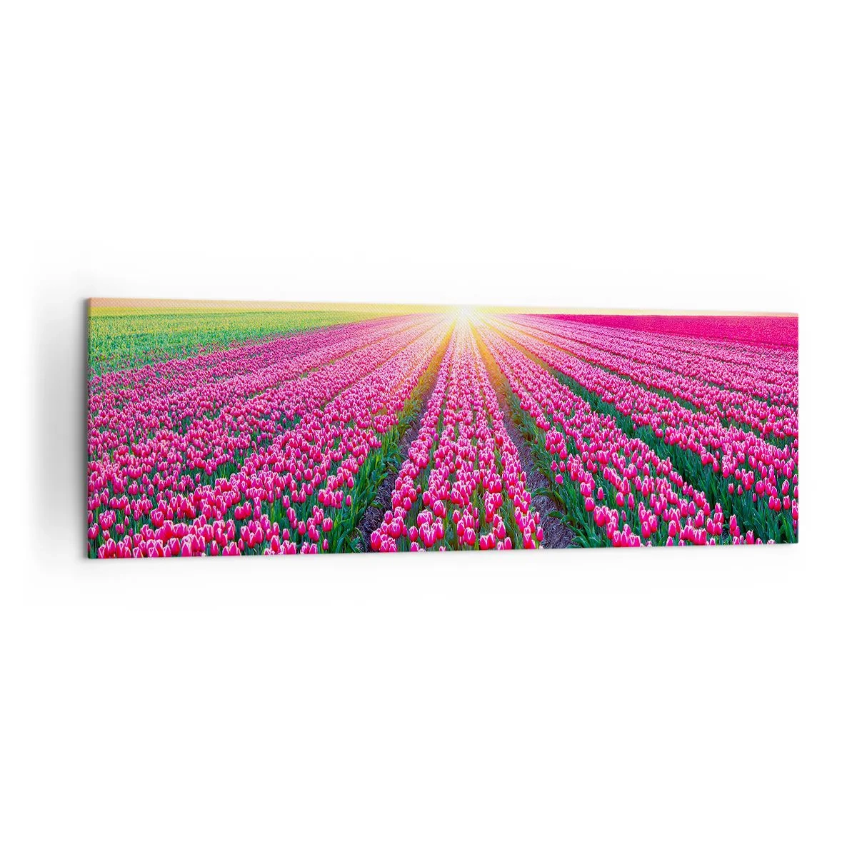 Bild auf Leinwand - Leinwandbild - Ein Tulpenfeld bei Sonnenuntergang - 160x50cm - Schönheitsfarm - Moderne Wanddekoration für Wohnzimmer und Schlafzimmer ARTTOR