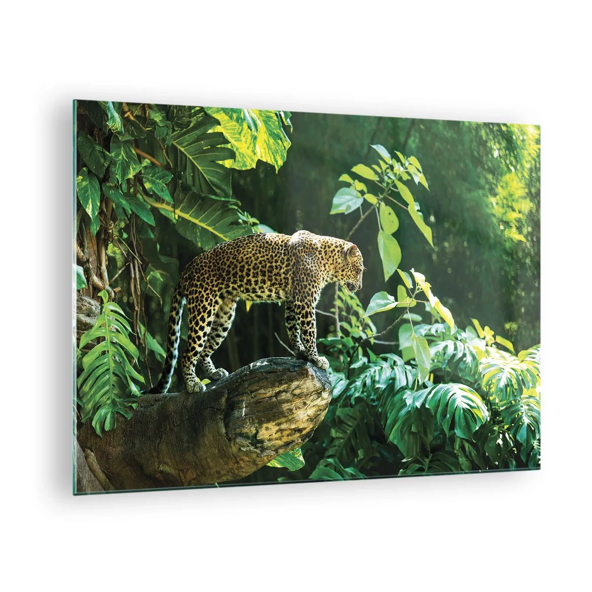 Glasbild - Bild auf glas - Leopard auf einem Felsen im tropischen Dschungel - 70x50cm - Auf die Jagd? - Moderne Wanddekoration für Wohnzimmer und Schlafzimmer ARTTOR