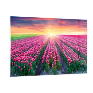 Glasbild - Bild auf glas - Ein Feld mit rosa Tulpen in den Strahlen der untergehenden Sonne - 120x80cm - Schönheitsfarm - Moderne Wanddekoration für Wohnzimmer und Schlafzimmer ARTTOR
