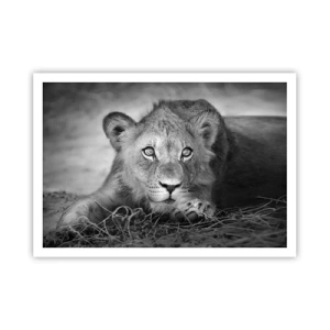 Poster - Monochromes Porträt eines liegenden jungen Löwen - 100x70cm - Königlicher Welpe - Moderne Wanddekoration für Wohnzimmer und Schlafzimmer ARTTOR