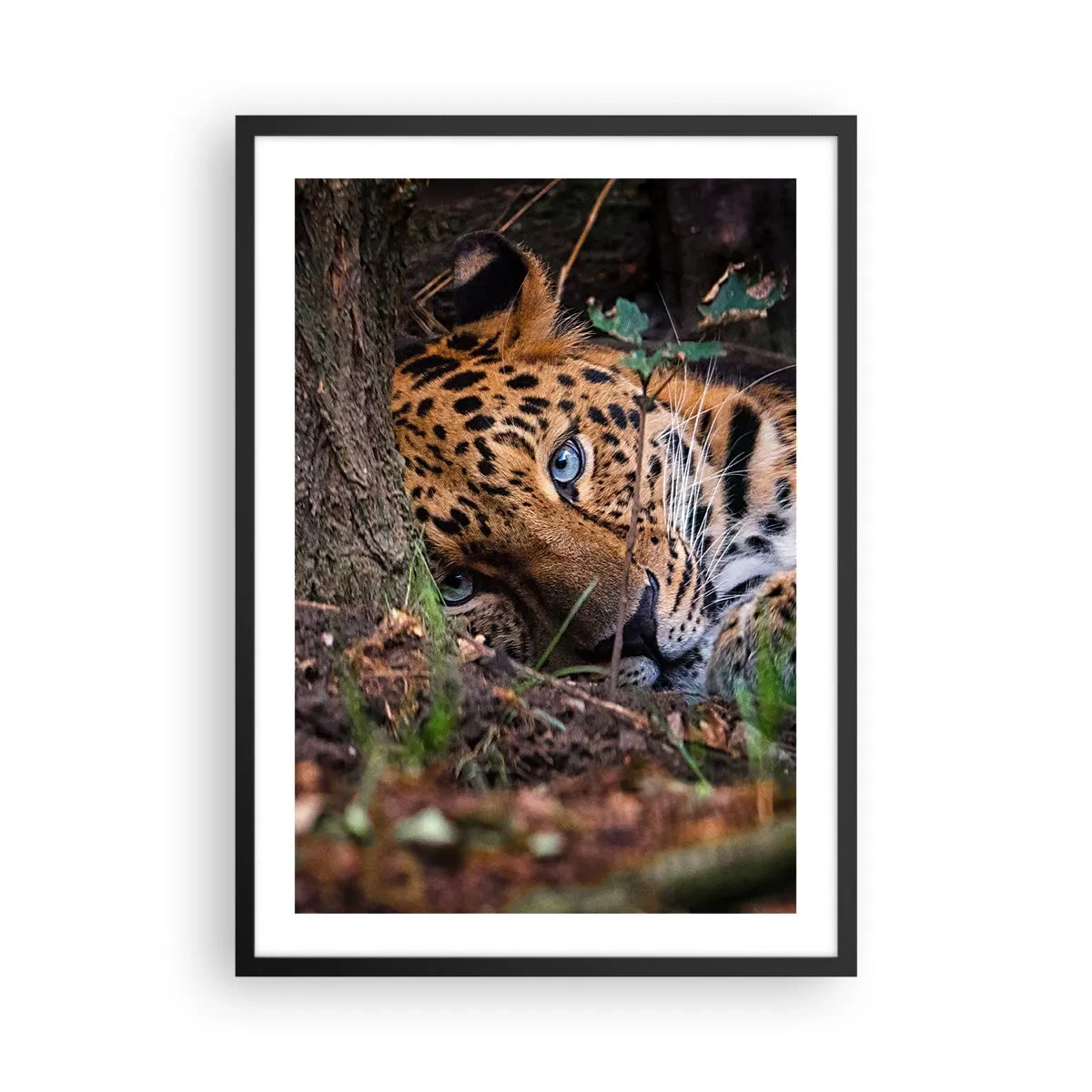 Poster in einem schwarzem Rahmen - Ein liegender Leopard mit intensiv blauen Augen - 50x70cm - Vertrau mir - Moderne Wanddekoration für Wohnzimmer und Schlafzimmer ARTTOR