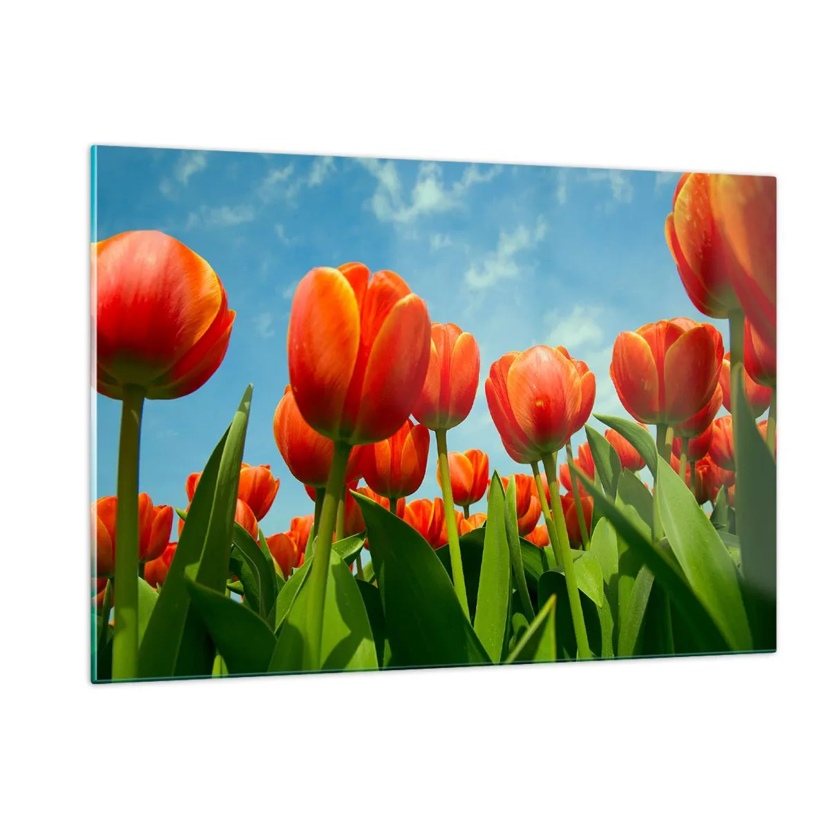 Glasbild - Bild auf glas - Ein Feld mit roten Tulpen unter blauem Himmel - 120x80cm - Außer dem blauen Himmel brauchen sie nichts in ihrem Leben - Moderne Wanddekoration für Wohnzimmer und Schlafzimmer ARTTOR