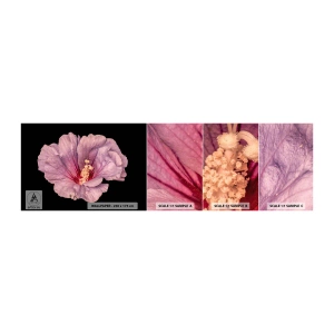 Fototapeten Muster Selbstklebend Deluxe Sticker - Direkt ins Herz - Blume, Stück, Grafik - 100x30 cm