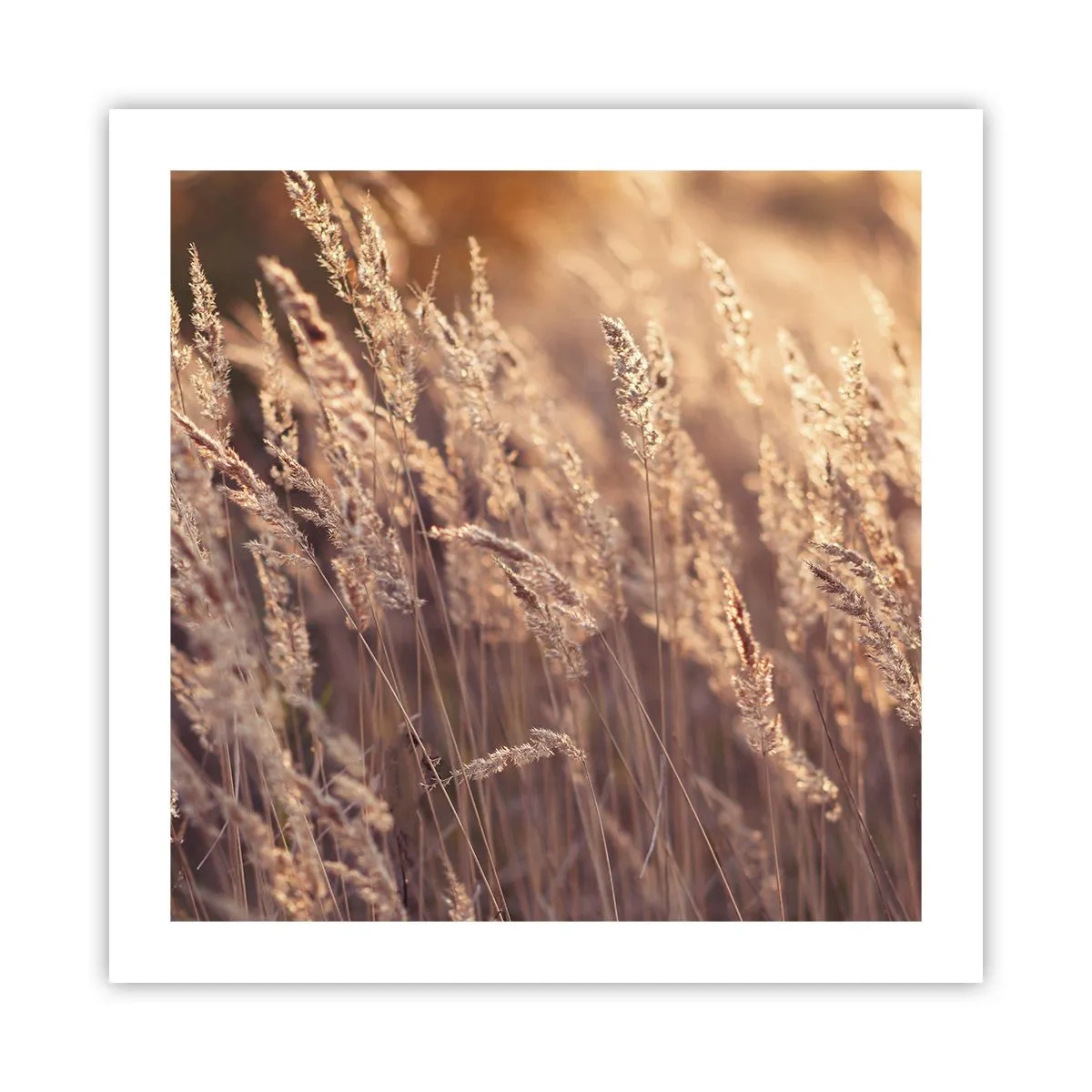 Poster - Bereit, den Herbst willkommen zu heißen - 50x50 cm