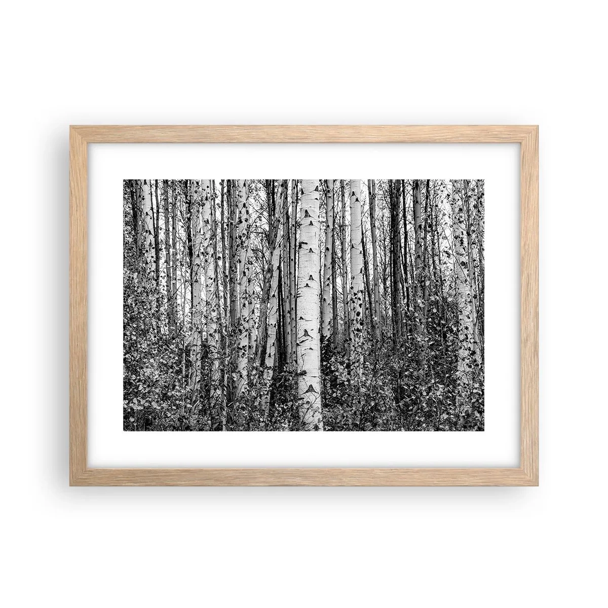 Poster in einem Rahmen aus heller Eiche - Birkenkolonnade - 40x30 cm