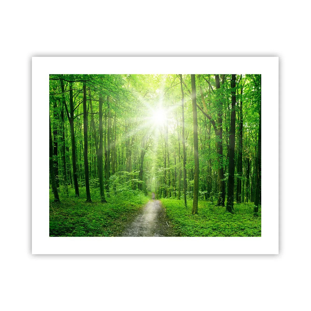 Poster - Die grüne Kathedrale - 50x40 cm