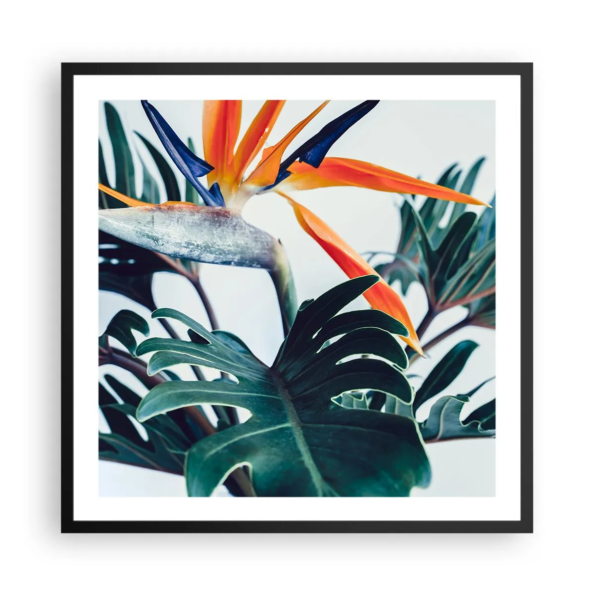 Poster in einem schwarzem Rahmen - Vogelbusch - 60x60 cm
