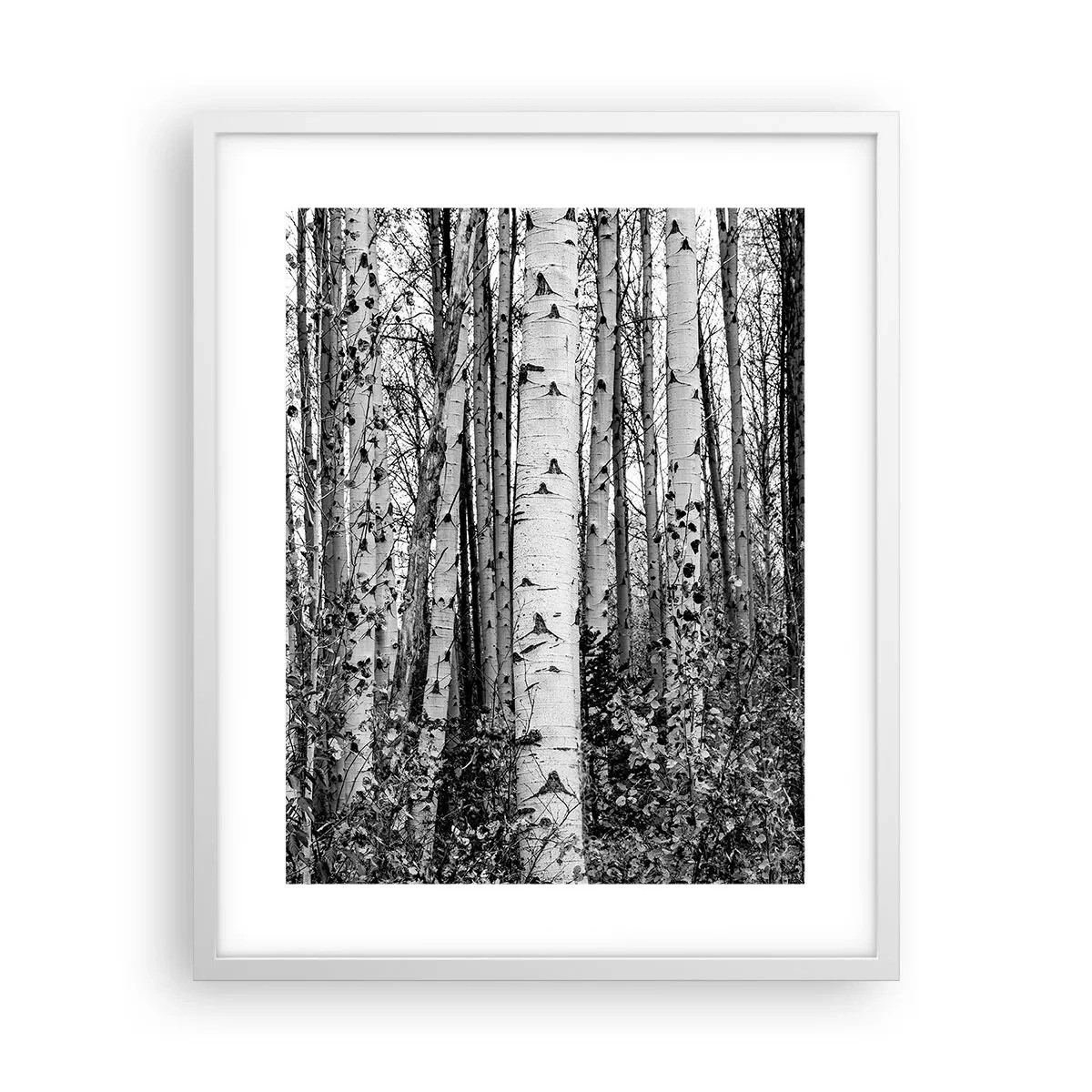 Poster in einem weißen Rahmen - Birkenkolonnade - 40x50 cm