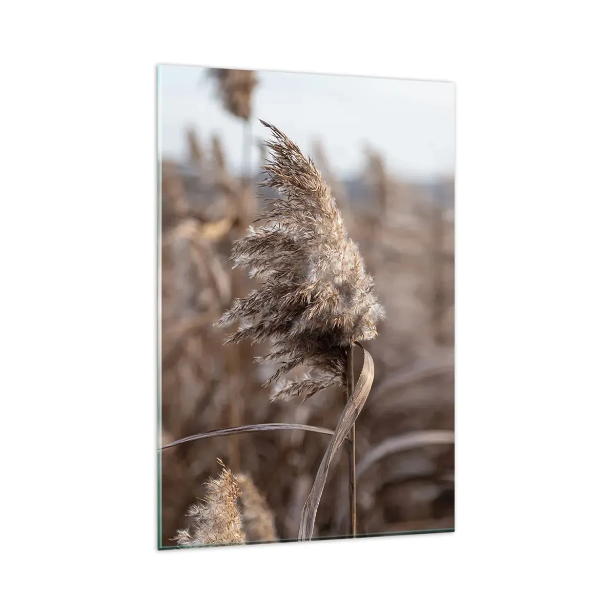 Glasbild - Bild auf glas - Zarte Gräser in Beigetönen vor dem Hintergrund der Natur - 80x120cm - Zeit, mit dem Wind zu gehen - Moderne Wanddekoration für Wohnzimmer und Schlafzimmer ARTTOR