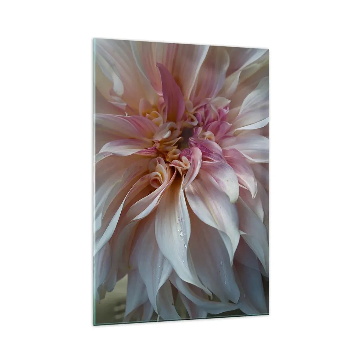 Glasbild - Bild auf glas - Nahaufnahme von zarten rosa Blütenblättern mit Wassertropfen - 70x100cm - Blühende Frische - Moderne Wanddekoration für Wohnzimmer und Schlafzimmer ARTTOR