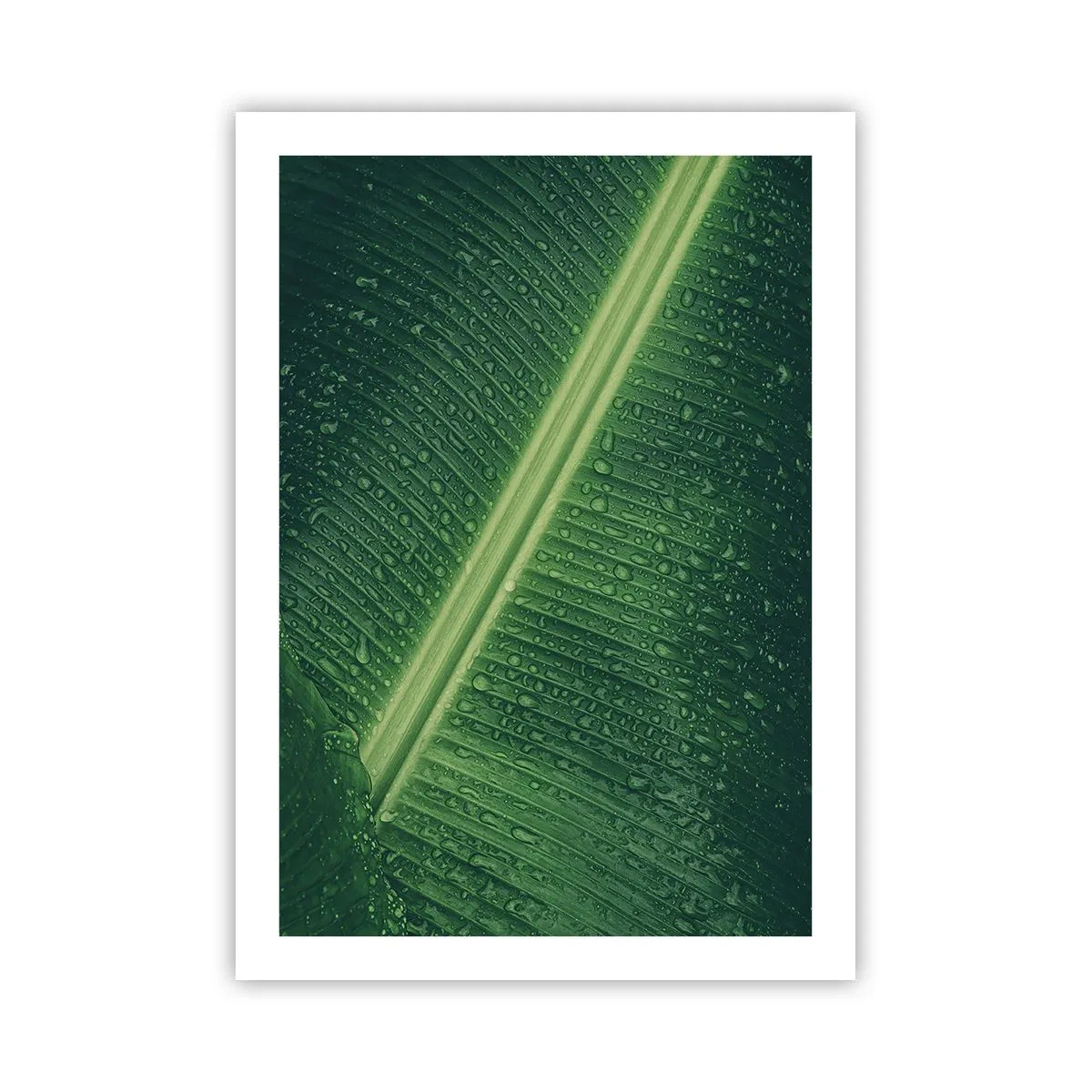 Poster - Nahaufnahme eines grünen Blattes mit Wassertropfen - 50x70cm - Die Struktur des Grüns - Moderne Wanddekoration für Wohnzimmer und Schlafzimmer ARTTOR