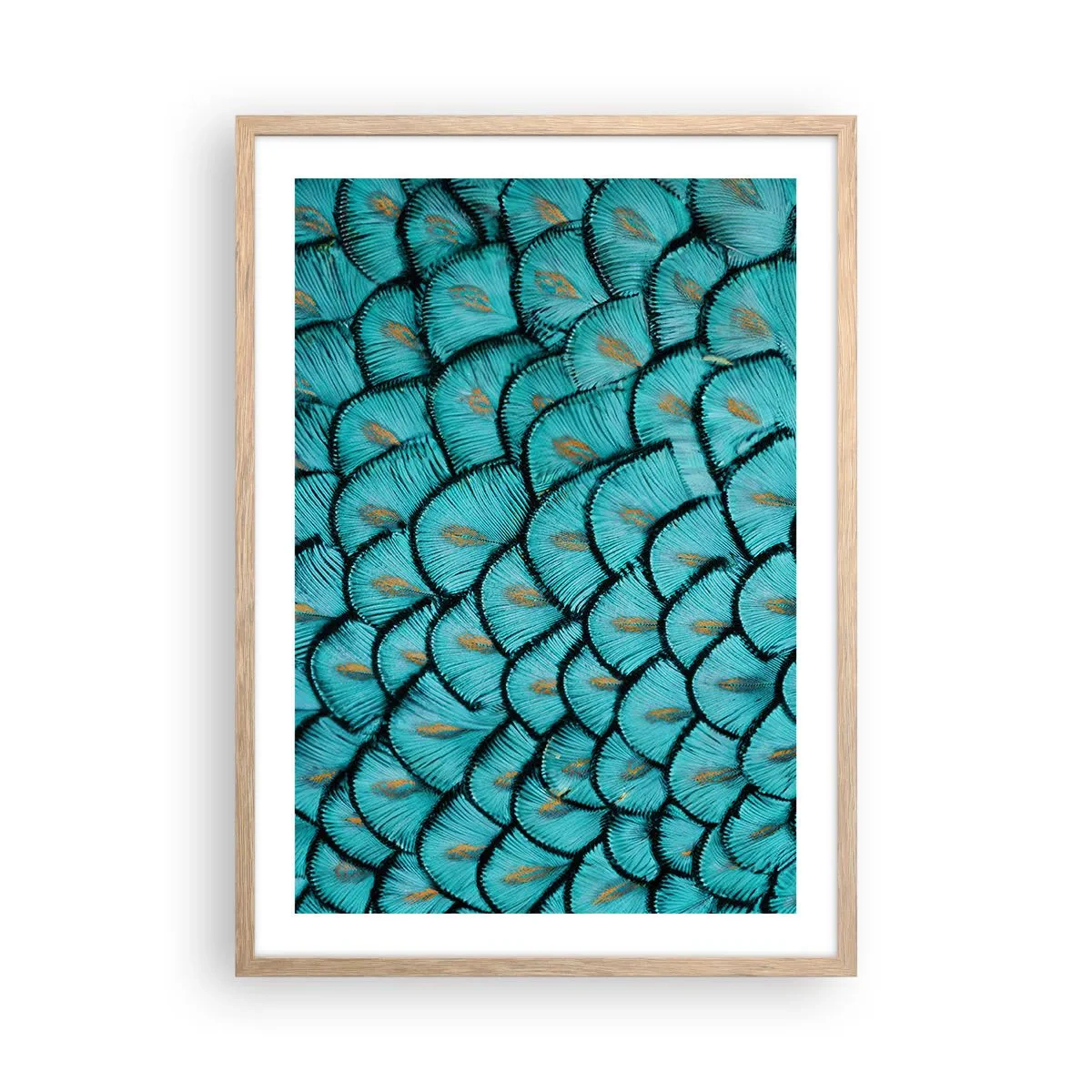 Poster in einem Rahmen aus heller Eiche - Große Federgala - 50x70 cm