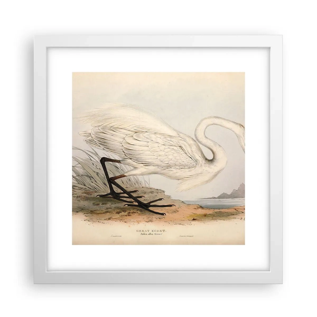 Poster in einem weißen Rahmen - Dame auf den Binsen - 30x30 cm