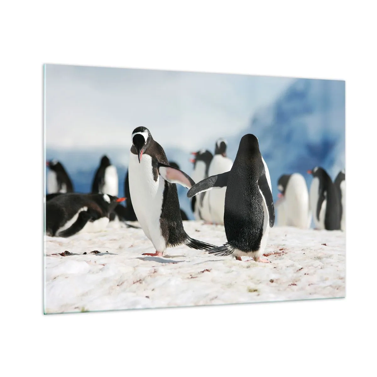 Glasbild - Bild auf glas - Pinguine im Schnee in einer Polarlandschaft - 100x70cm - Tanzen im Schnee - Moderne Wanddekoration für Wohnzimmer und Schlafzimmer ARTTOR