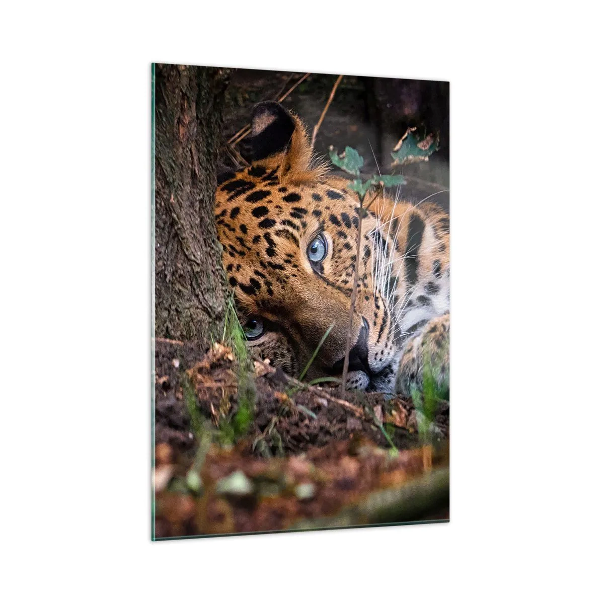 Glasbild - Bild auf glas - Ein Jaguar liegt auf dem Boden und blickt ruhig in die Kamera. - 50x70cm - Vertrau mir - Moderne Wanddekoration für Wohnzimmer und Schlafzimmer ARTTOR