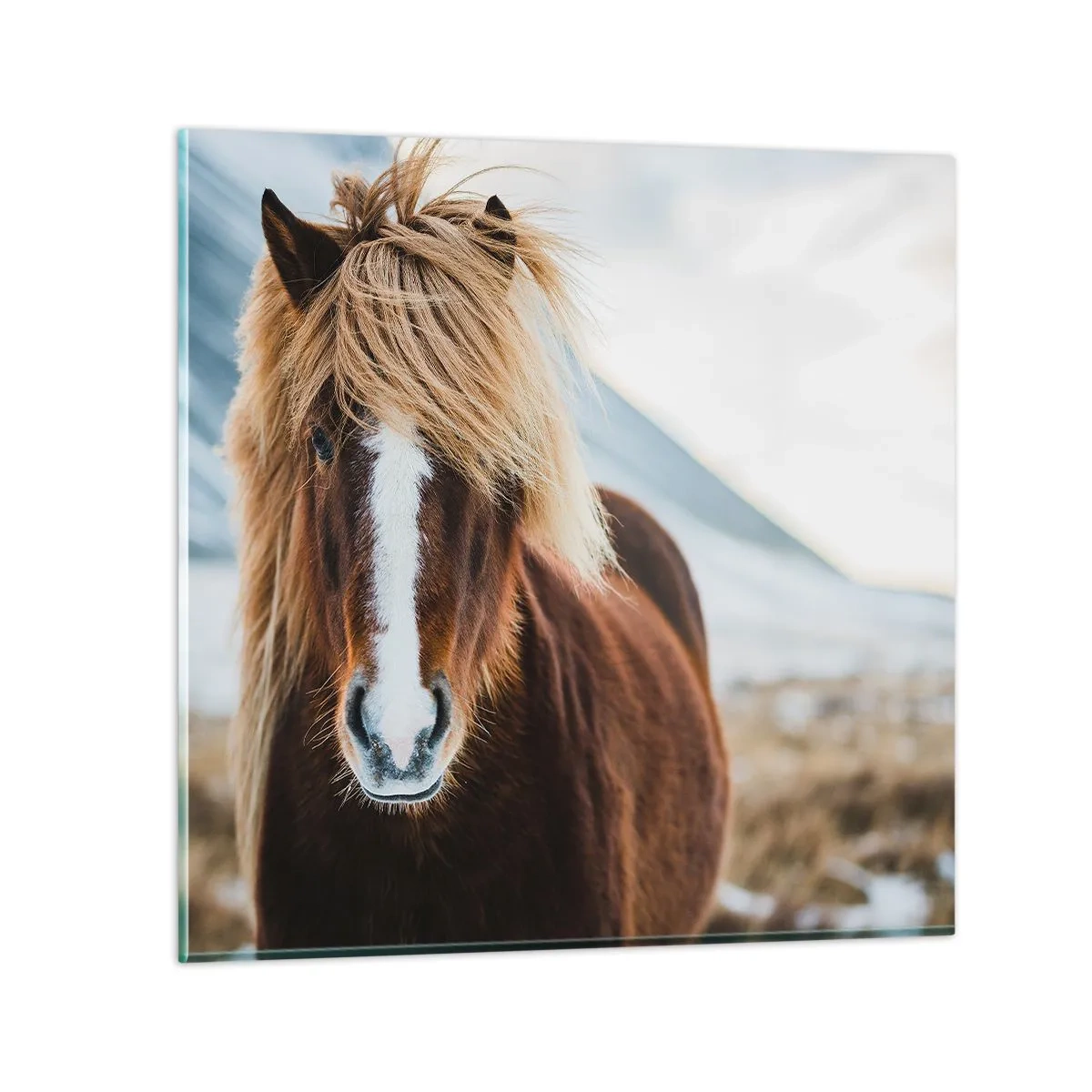 Glasbild - Bild auf glas - Spürst du die Freiheit? - 50x50 cm